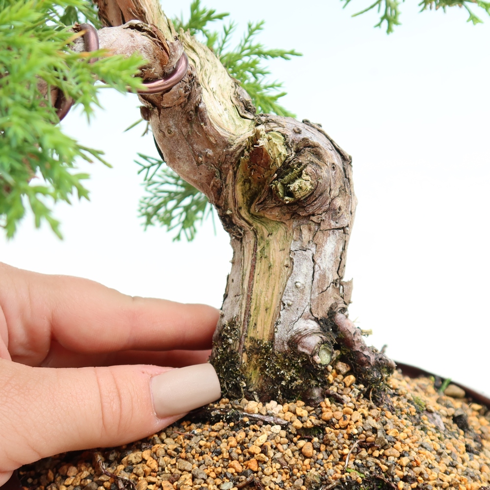 Bonsaï d'extérieur - Juniperus chinensis Itoigawa-Juniperus chinensis