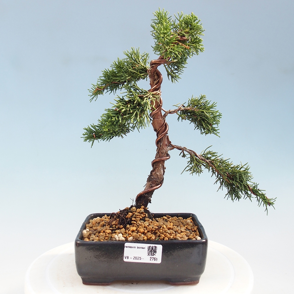 Bonsaï d'extérieur - Juniperus chinensis Kishu