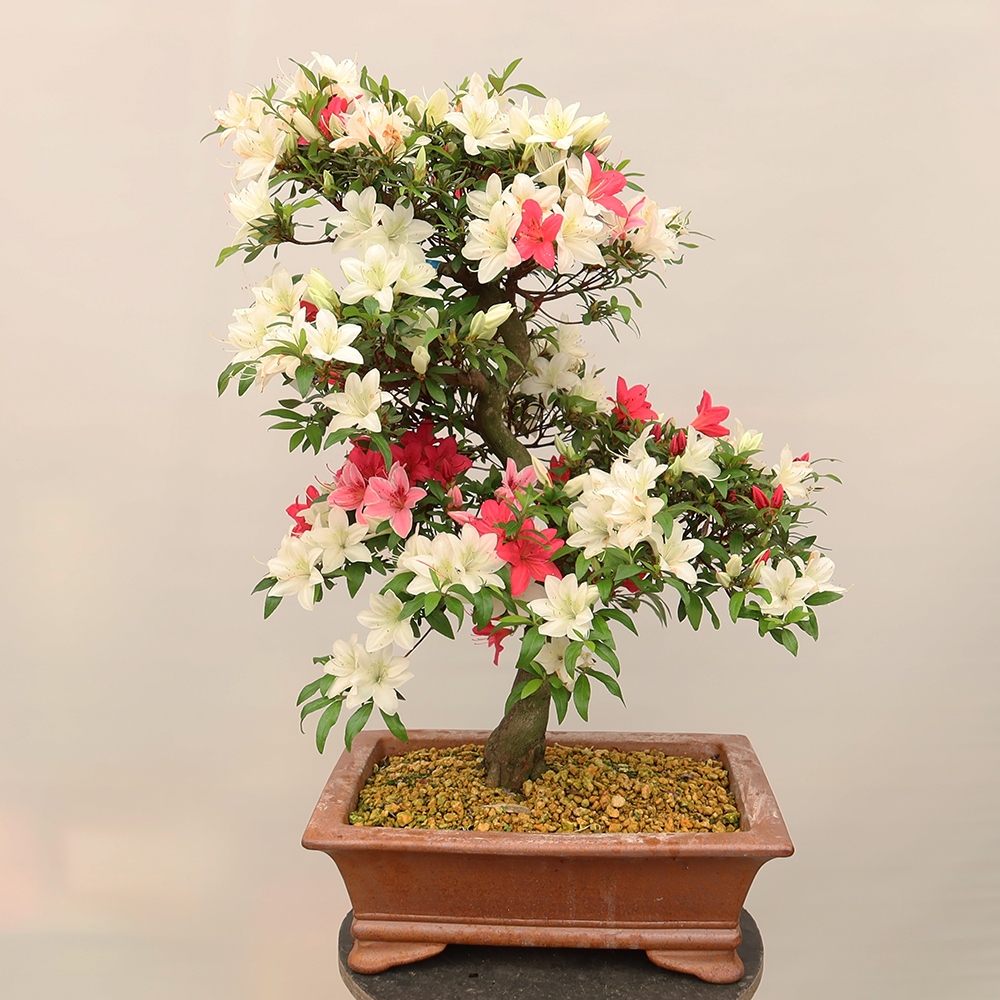 Bonsaï d'extérieur - Azalée japonaise - Azalée CHIHIRO