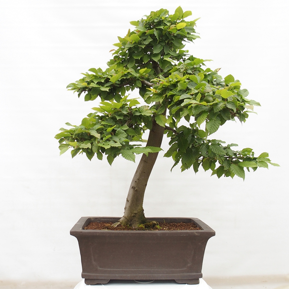 Bonsaï d'extérieur - Charme - Carpinus betulus