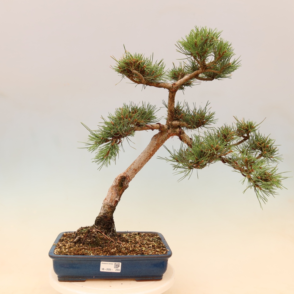 Bonsaï d'extérieur - Pinus Sylvestris Watererri - Pin sylvestre