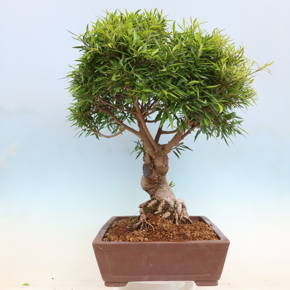 Salle bonsaï - Ficus nerifolia - ficus à petites feuilles
