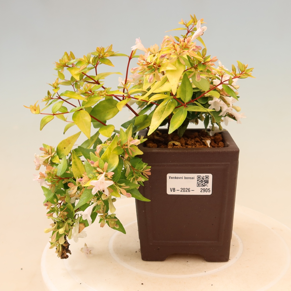 Bonsaï d'extérieur - Abelia gr. Kleidoscope - Abélie à grandes fleurs