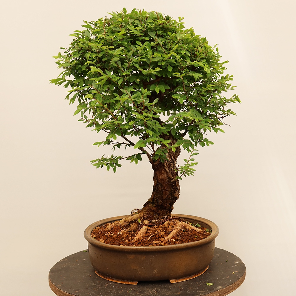 Bonsaï d'extérieur - Zelkova - Zelkova NIRE