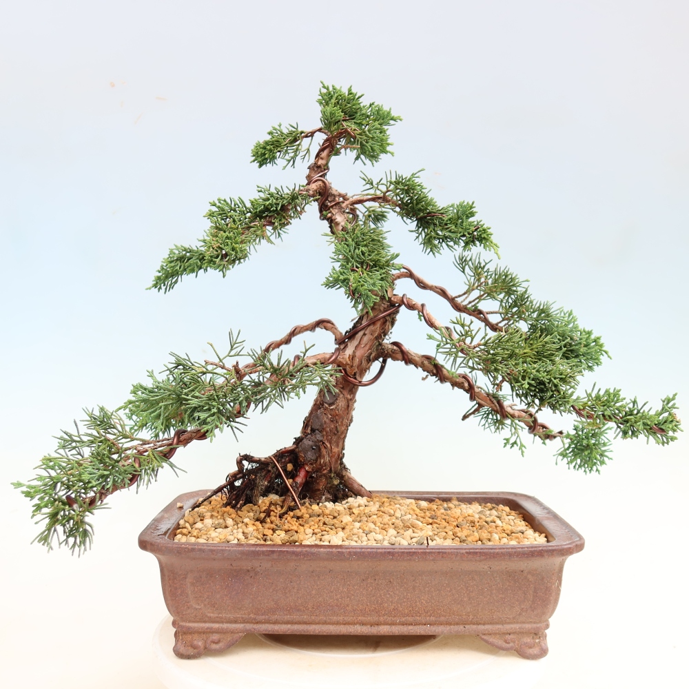 Bonsaï d'extérieur - Juniperus chinensis Kishu