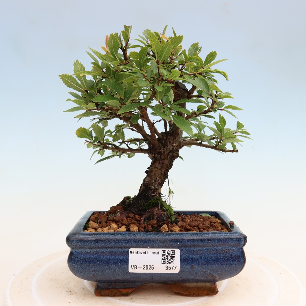 Bonsaï d'extérieur - Zelkova - Zelkova NIRE