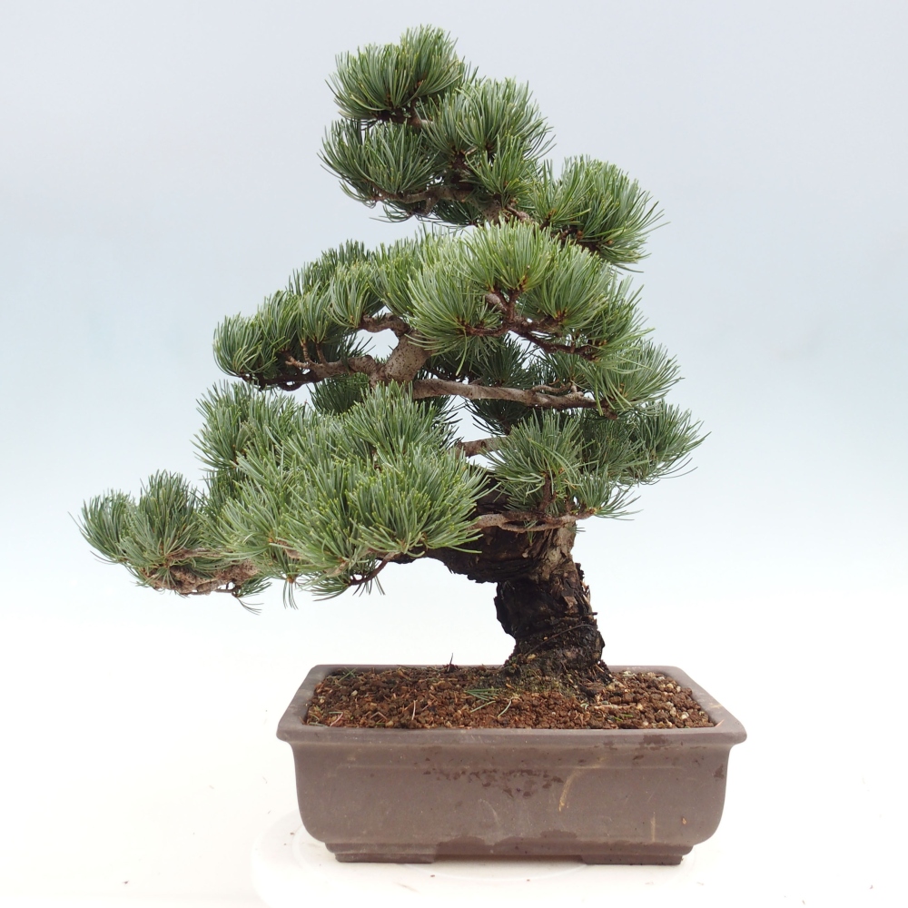 Bonsaï d'extérieur - Pinus parviflora - Pinus parviflora