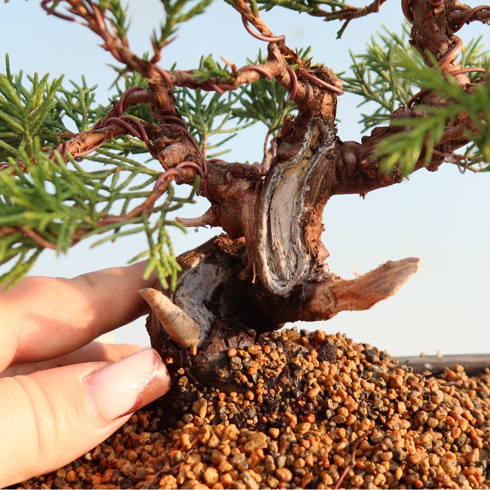 Bonsaï d'extérieur - Juniperus chinensis Itoigawa