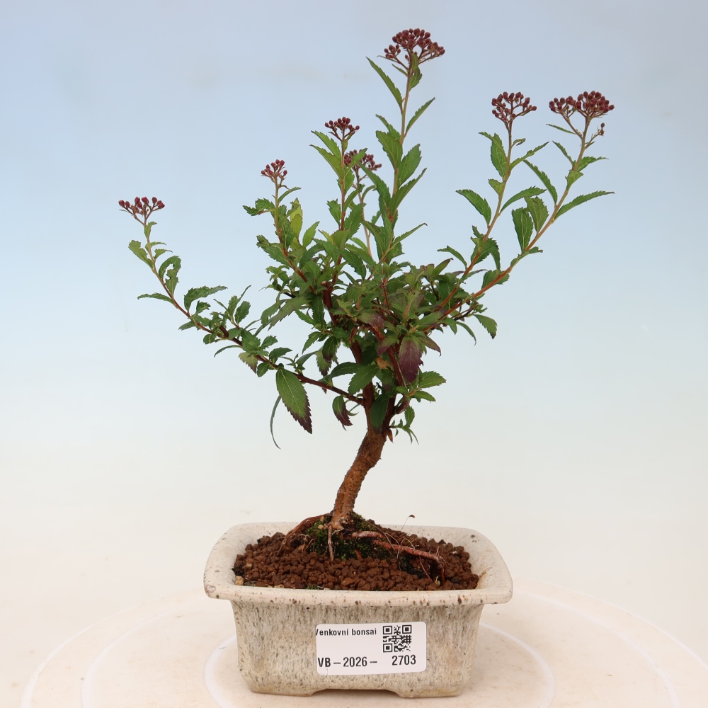 Bonsaï d'extérieur - spirée du Japon - Spirea japonica Anthony Waterer