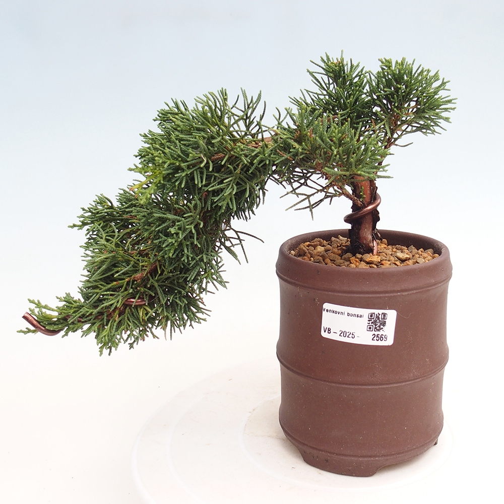 Bonsaï d'extérieur - Juniperus chinensis Kishu