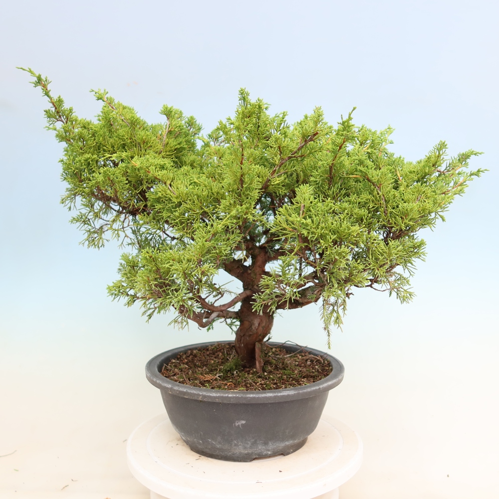 Bonsaï d'extérieur - Juniperus chinensis Itoigawa-Juniperus chinensis
