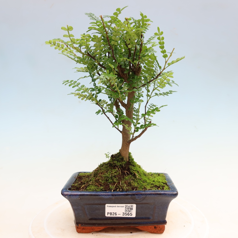 Salle bonsaï - Zantoxylum piperitum - arbre à poivre