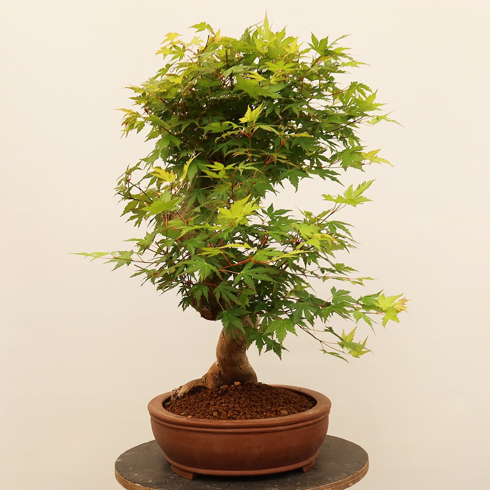 Bonsaïs d'extérieur - Maple palmatum - Palmiers