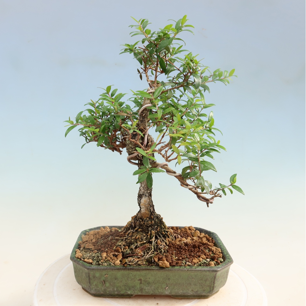 Bonsaï de chambre - Myrtus communis - Myrte