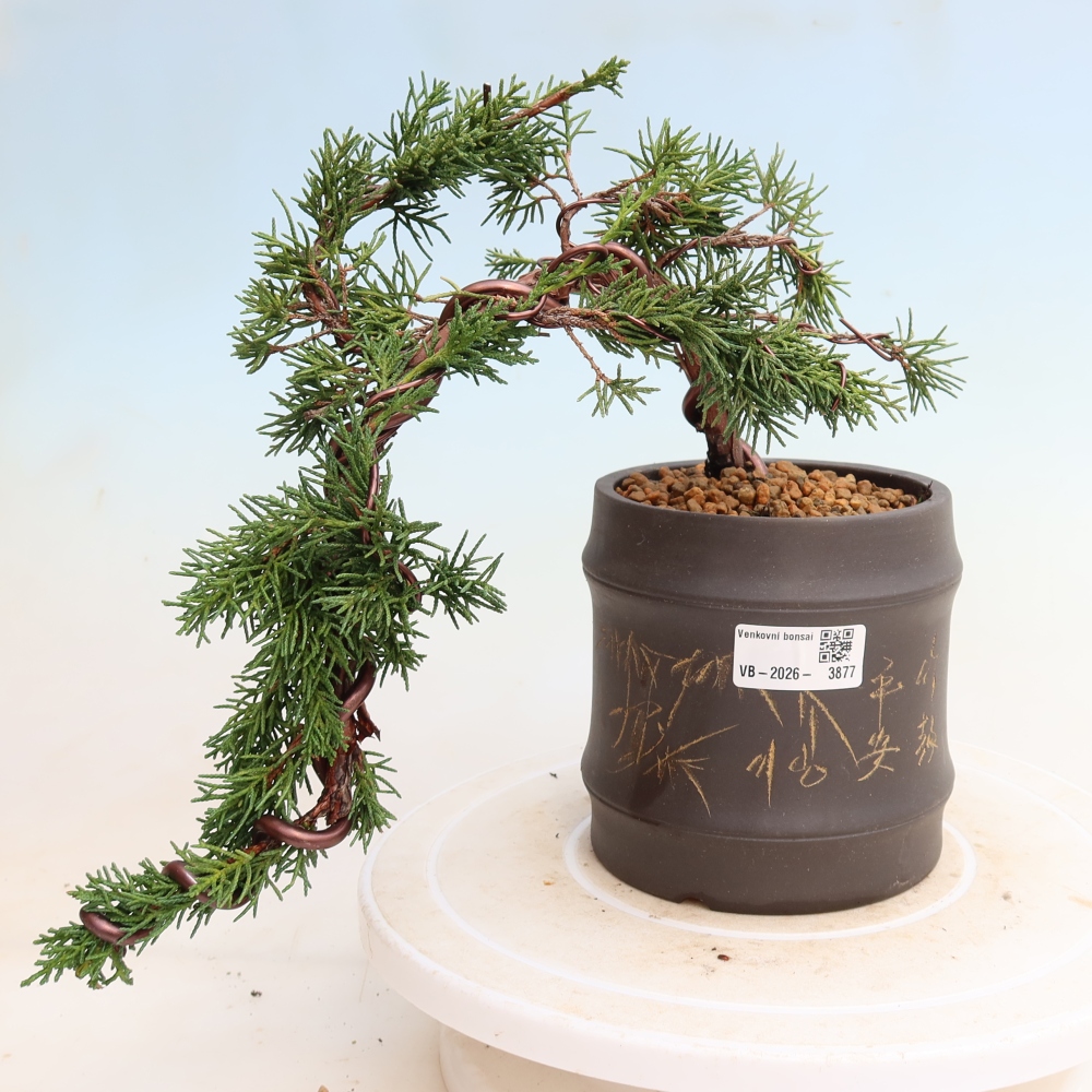 Bonsaï d'extérieur - Juniperus chinensis Kishu