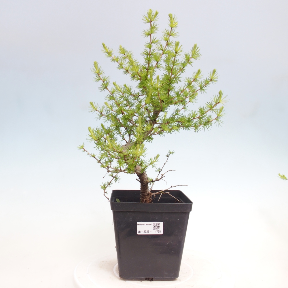 Bonsaï d'extérieur -Larix decidua - Mélèze