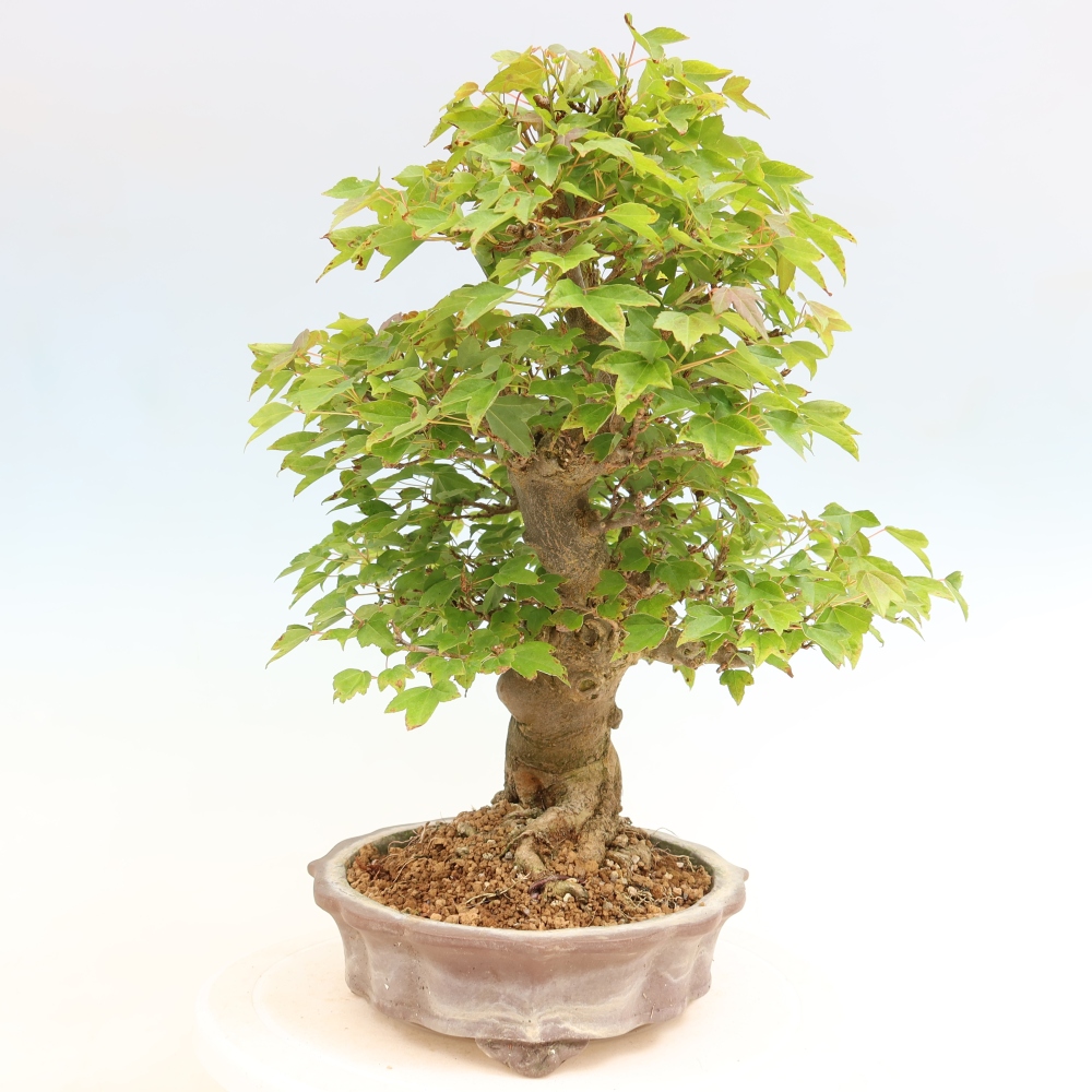 Bonsaï d'extérieur - Maple Burger - Acer Burgerianum