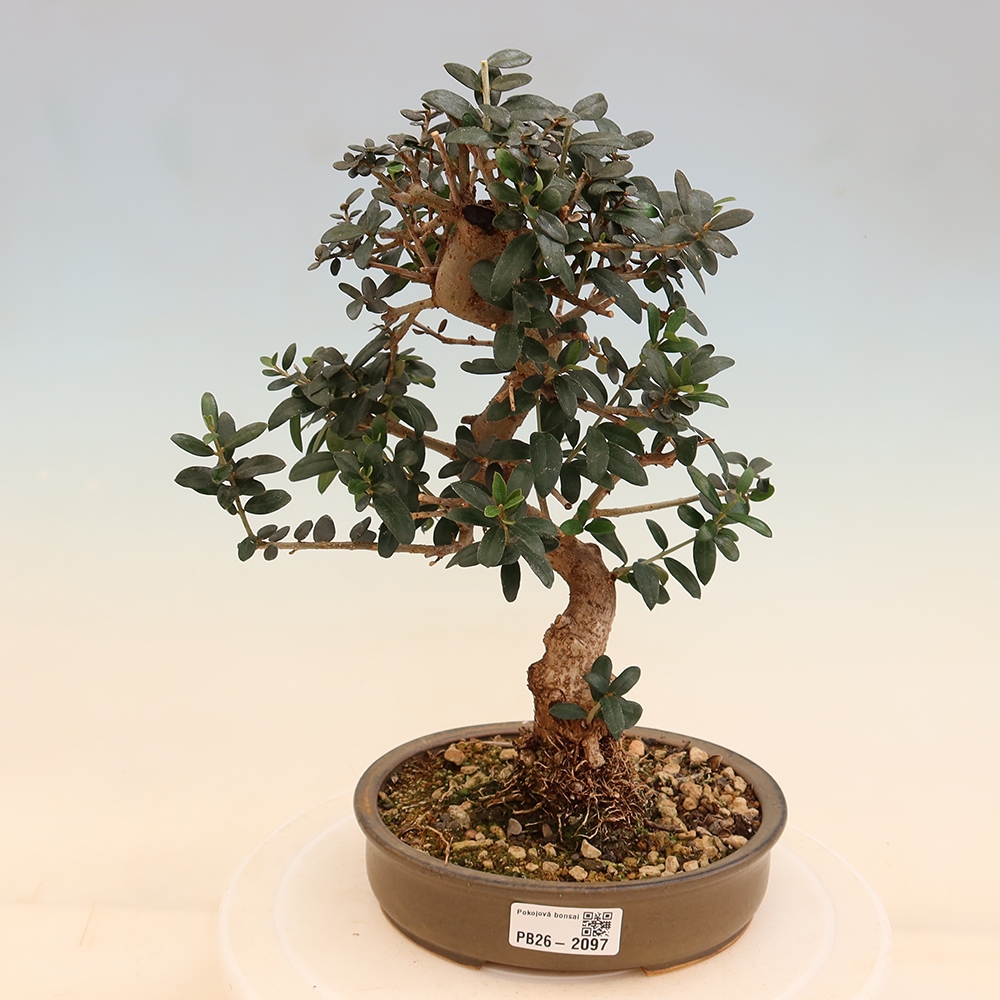 Bonsaï d'intérieur - Olea europaea sylvestris