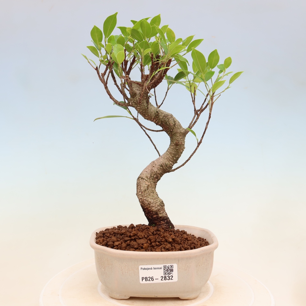 Salle bonsaï - Ficus kimmen - ficus à petites feuilles