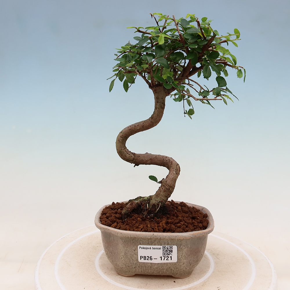 Bonsaï de chambre - Ulmus parvifolia - Orme à petites feuilles