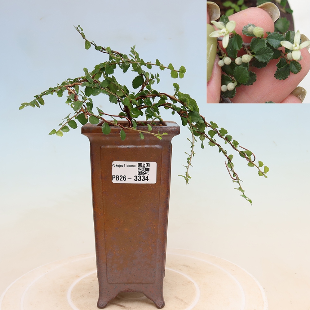 Bonsaï de chambre - Grewia sp. - Grewia malafolia