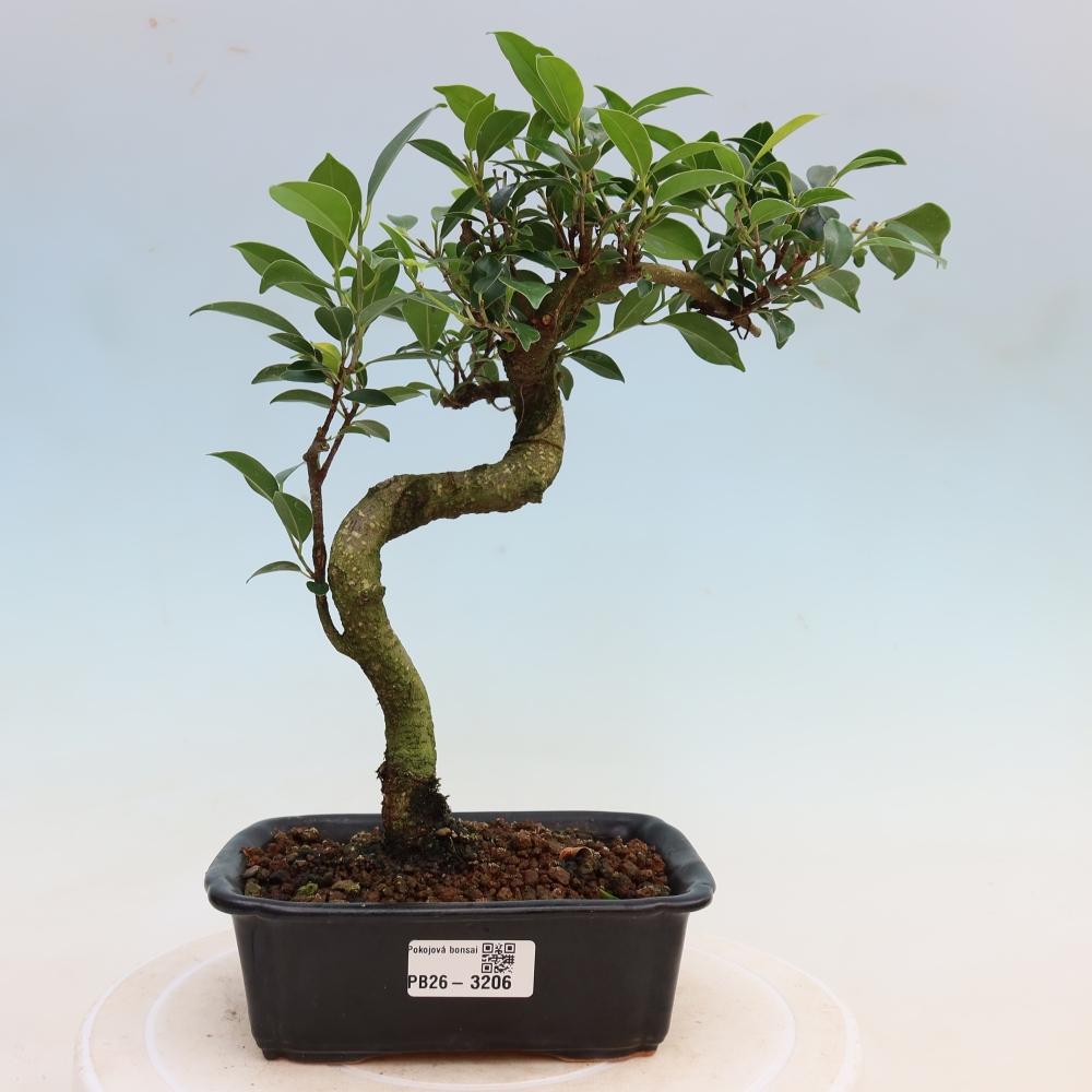 Salle bonsaï - Ficus kimmen - ficus à petites feuilles