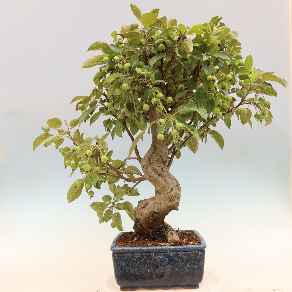 Bonsaï d'extérieur -Malus halliana - Pommier à petits fruits