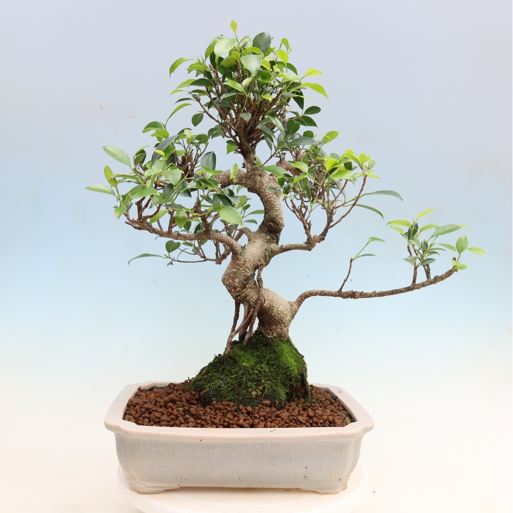 Salle bonsaï - Ficus kimmen - ficus à petites feuilles