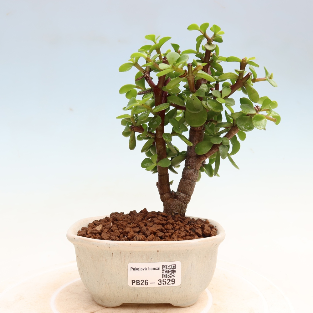 Bonsaï de chambre - Portulakaria Afra - Tlustice