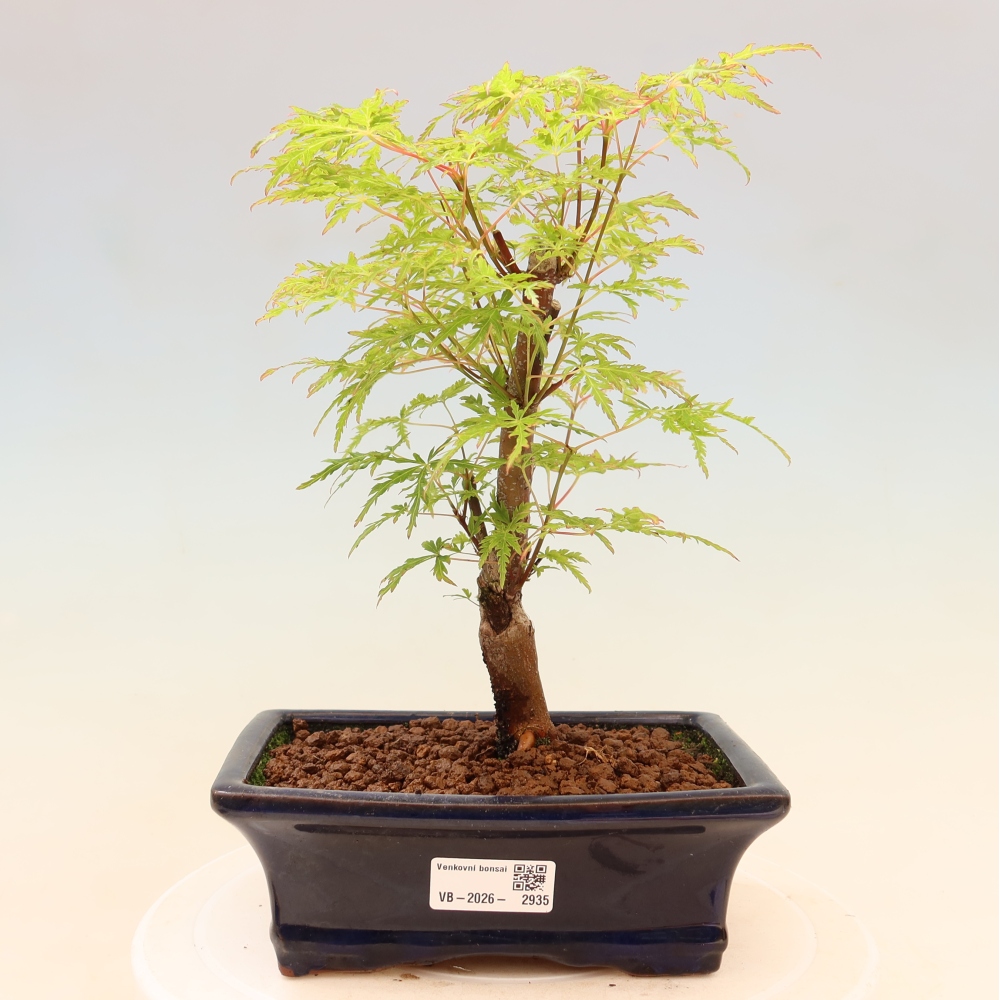 Bonsaï d'extérieur - Acer palmatum Dissectum