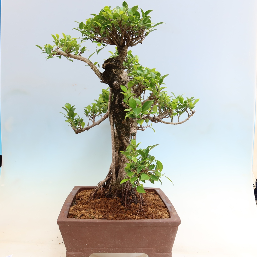 Salle bonsaï - Ficus kimmen - ficus à petites feuilles