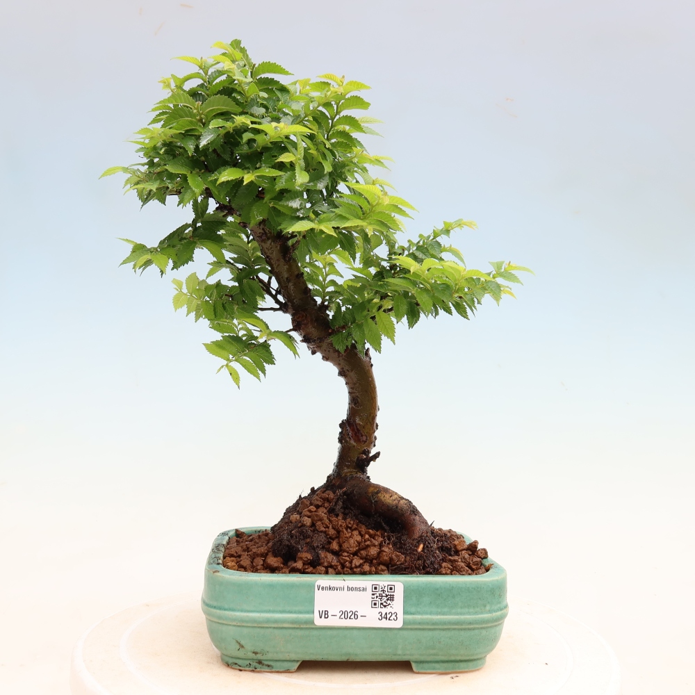 Bonsaï d'extérieur - Ulmus Jacqueline Hillier - Orme magnifique