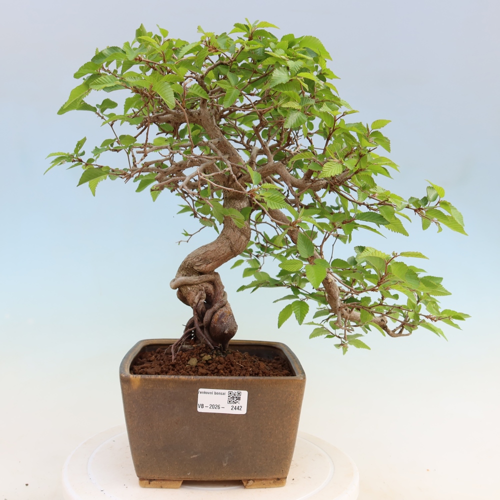 Bonsaï d'extérieur -Carpinus Coreana - Charme de Corée