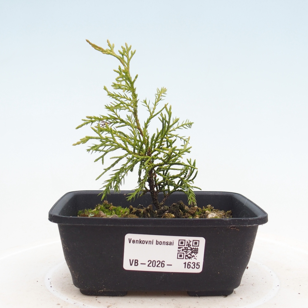 Bonsaï d'extérieur - Juniperus chinensis Itoigawa