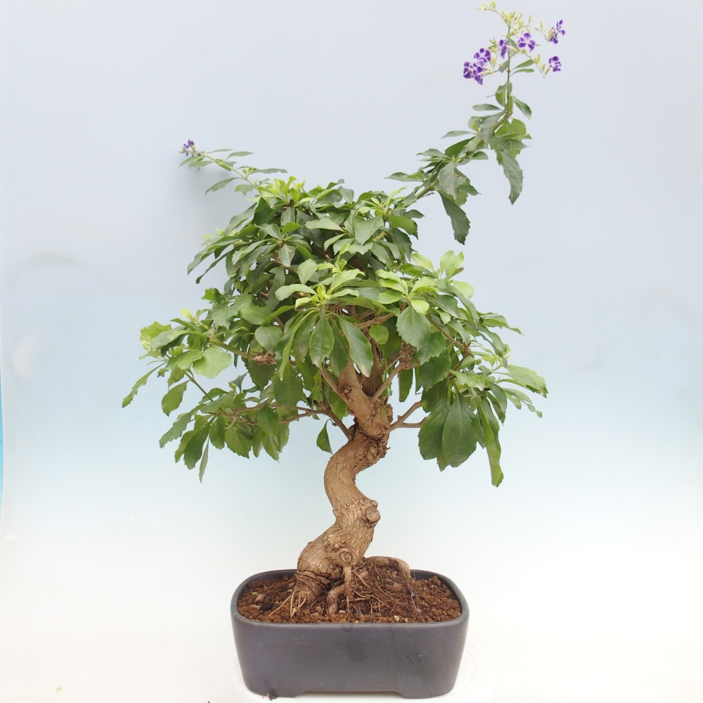 Bonsaï de chambre - Duranta repens -Duranta