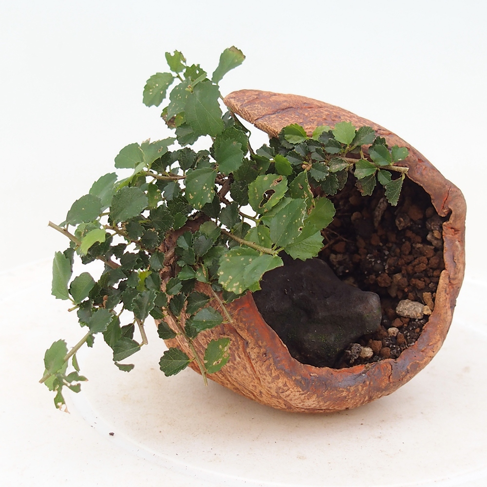 Bonsaï de chambre - Grewia sp. - Grewia malafolia