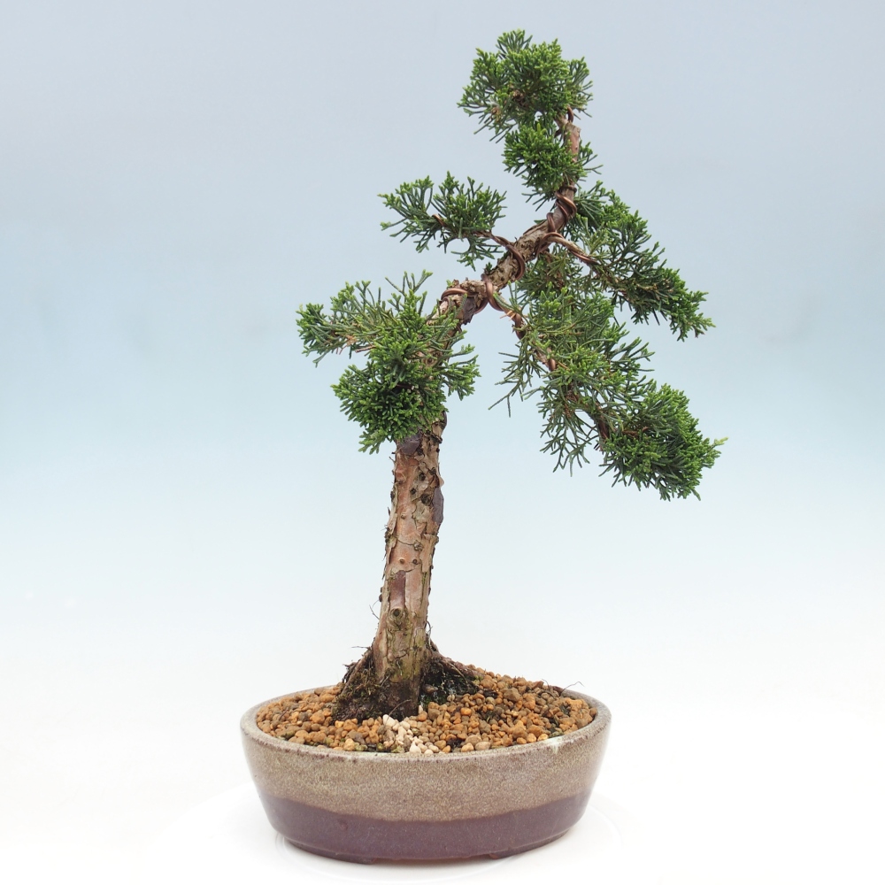 Bonsaï d'extérieur - Juniperus chinensis Kishu