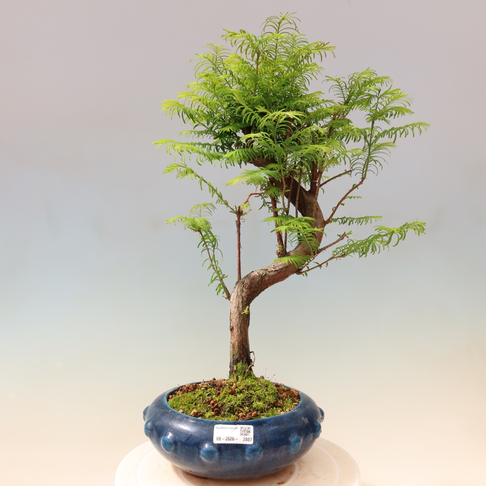 Bonsaï d'extérieur - Metasequoia glyptostroboides - Metasequoia chinois