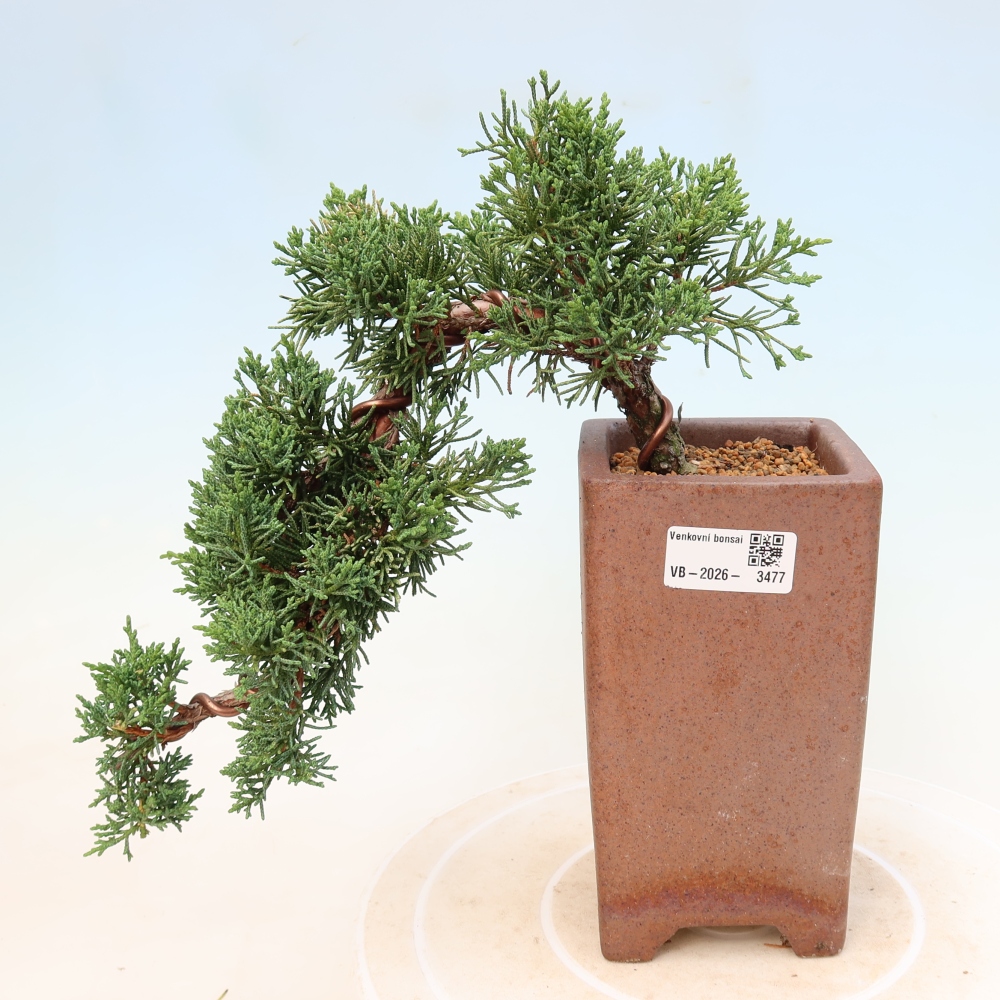 Bonsaï d'extérieur - Juniperus chinensis Kishu