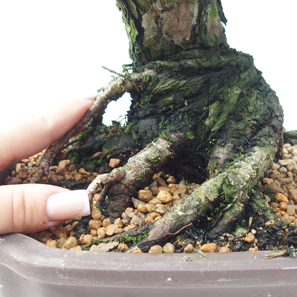 Bonsaï d'extérieur - Pinus thunbergii Kotobuki - Pin de Thunberg