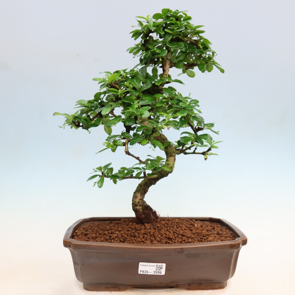Bonsaï de chambre - Carmona macrophylla - Tea fuki