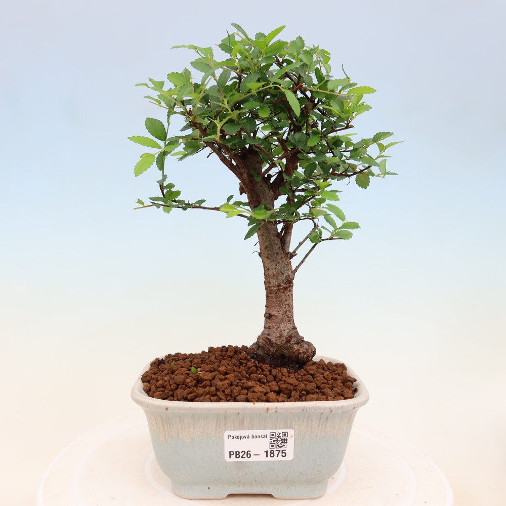 Bonsaï de chambre - Ulmus parvifolia - Orme à petites feuilles