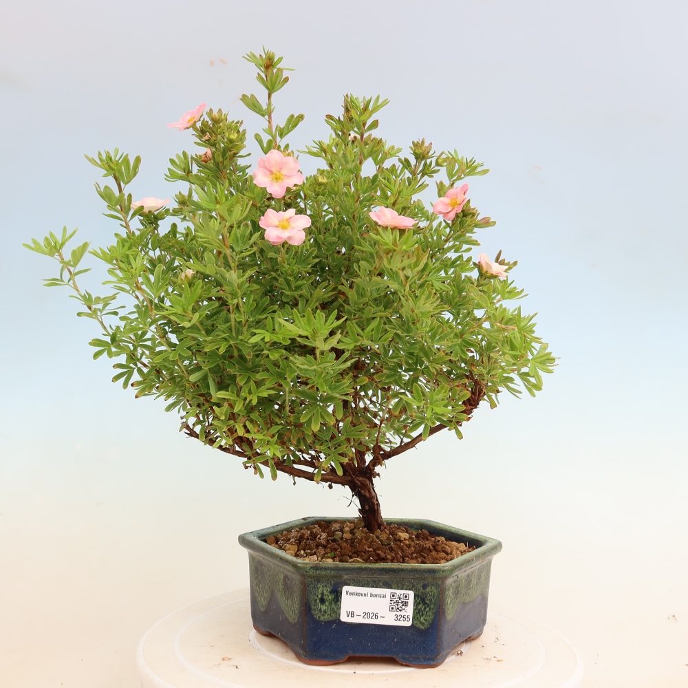 Bonsaï d'extérieur - Potentille arbustive - Potentilla fruticosa Bellissima