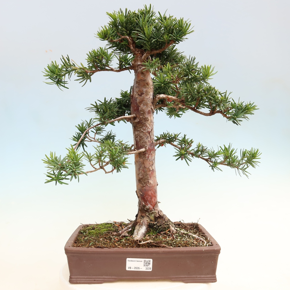 Bonsaï d'extérieur - Taxus cuspidata - If japonais