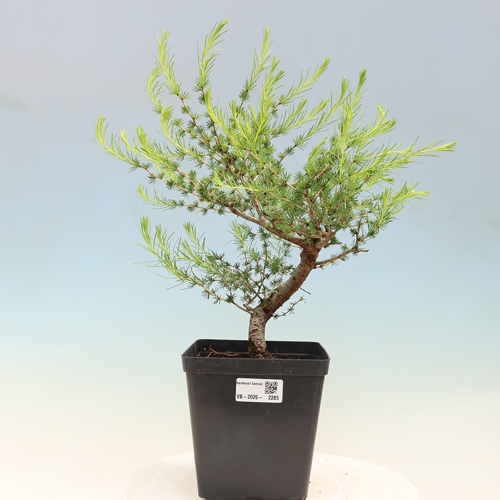 Bonsaï d'extérieur -Larix decidua - Mélèze