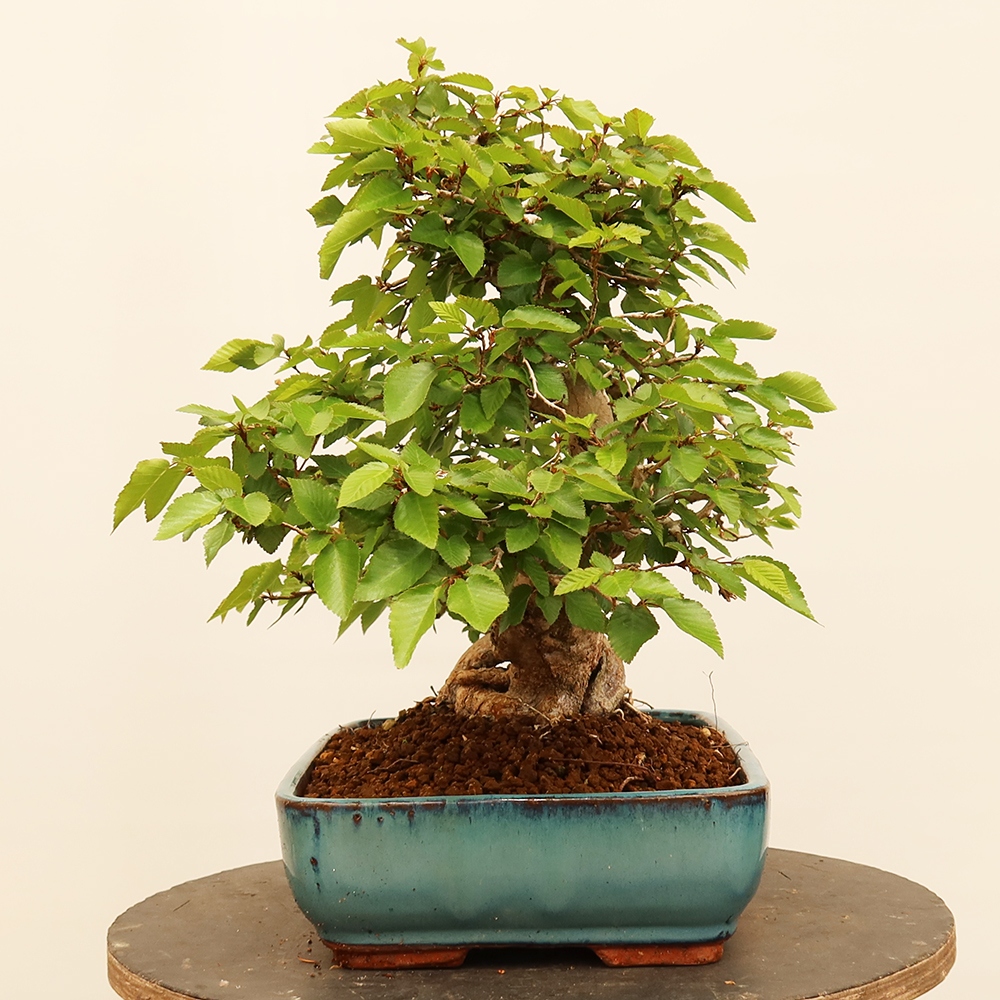 Bonsaï d'extérieur -Carpinus Coreana - Charme de Corée