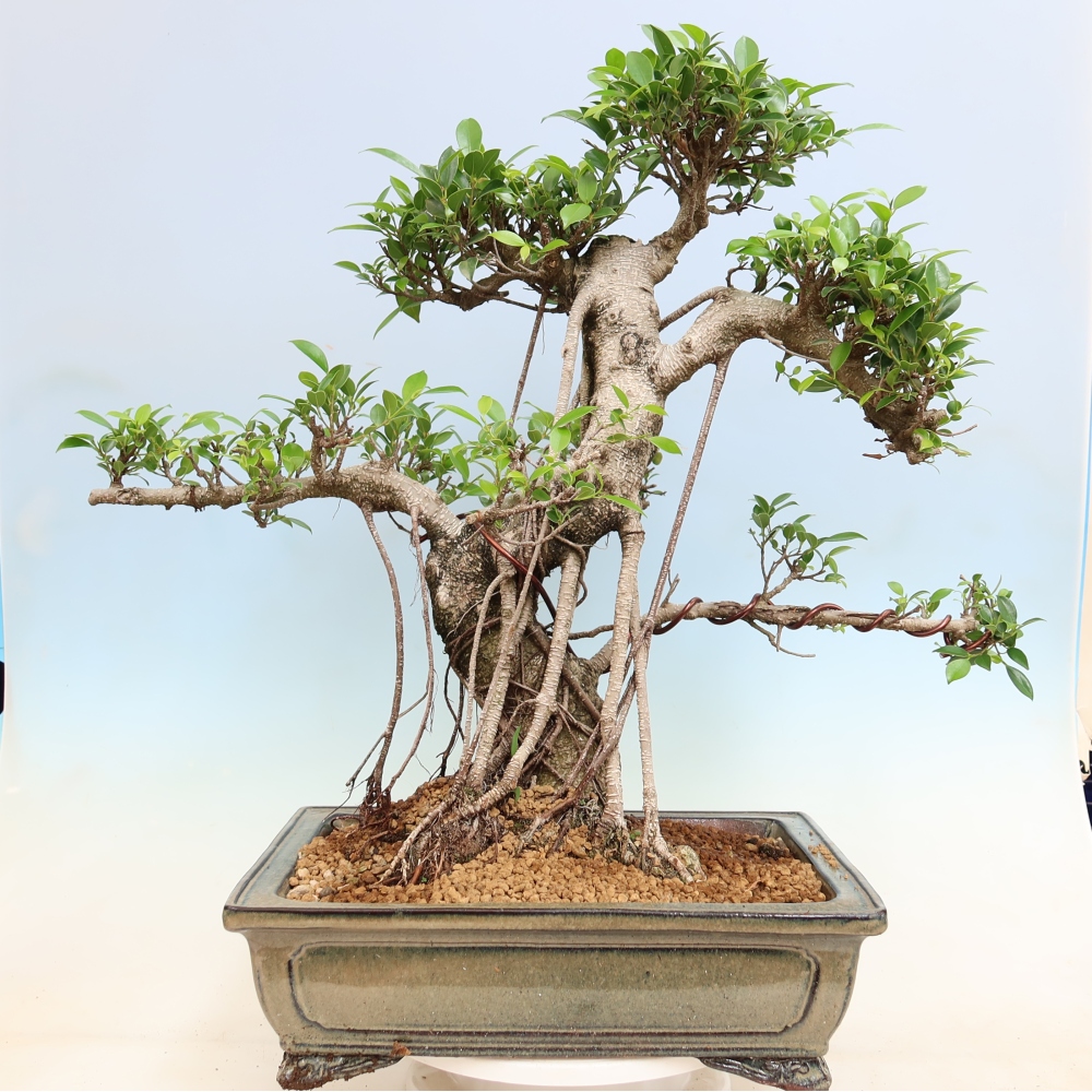Salle bonsaï - Ficus kimmen - ficus à petites feuilles