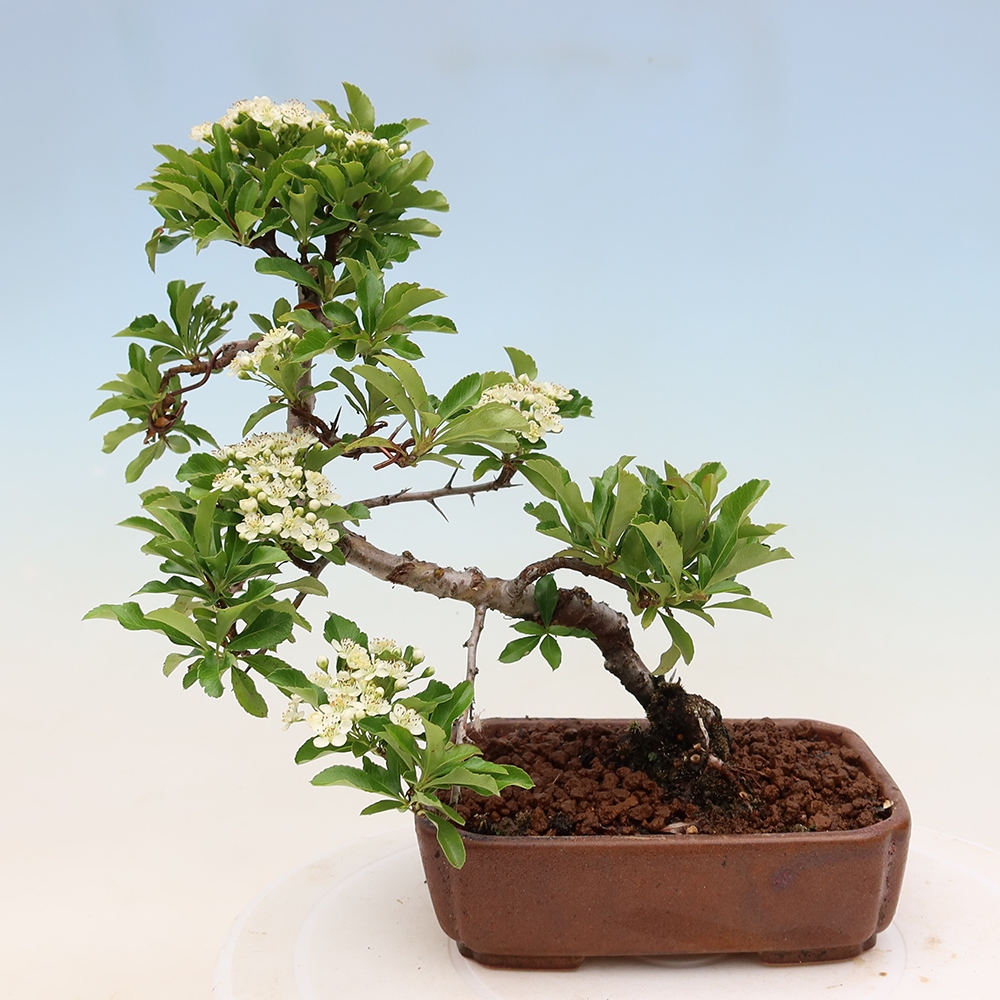 Bonsaï d'extérieur - Pyracantha teton - Pyracantha écarlate