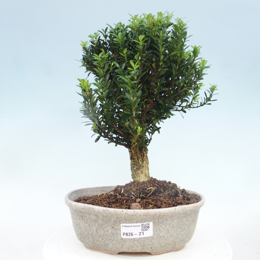 Bonsaï de chambre - Buxus harlandii - buxus liège
