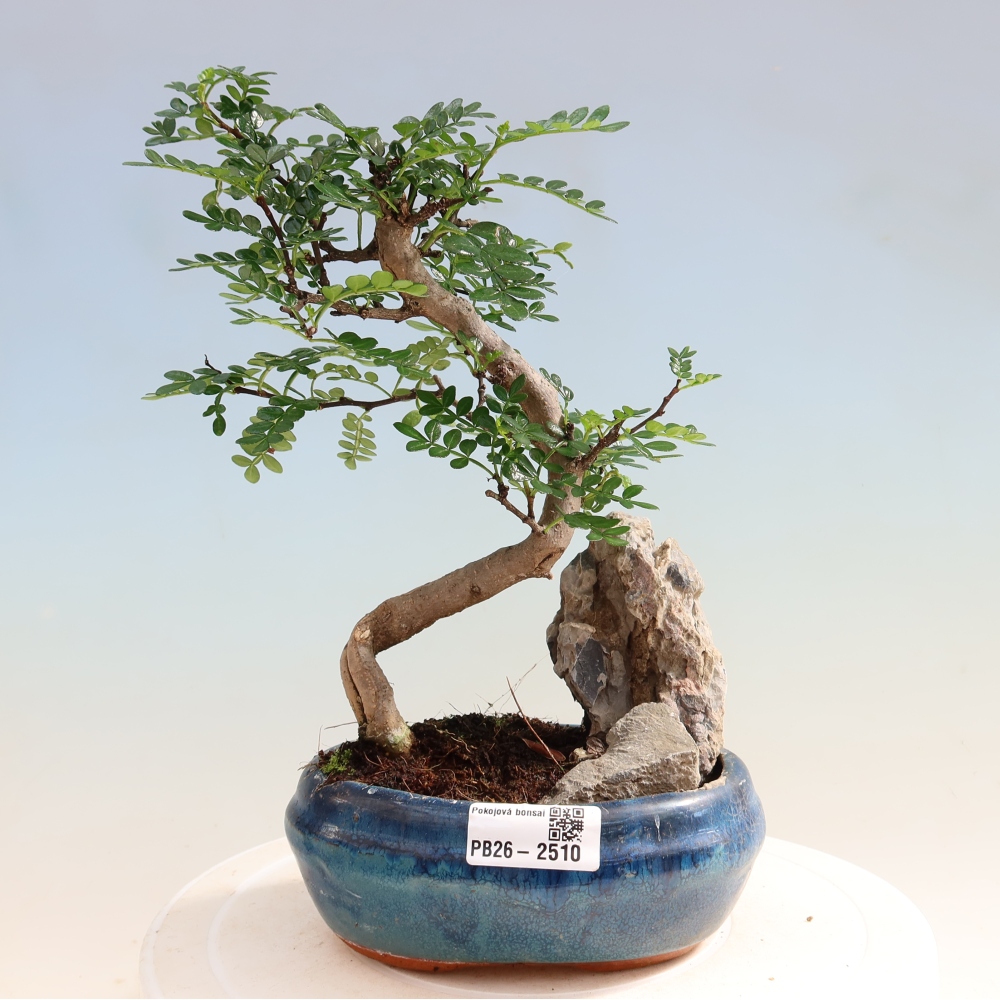 Salle bonsaï - Zantoxylum piperitum - arbre à poivre